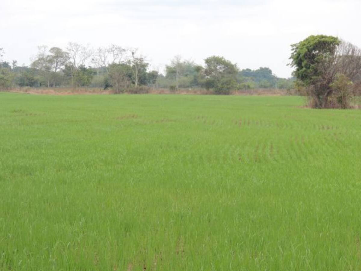 42.3 millones de hectáreas en Colombia son utilizadas para el agro