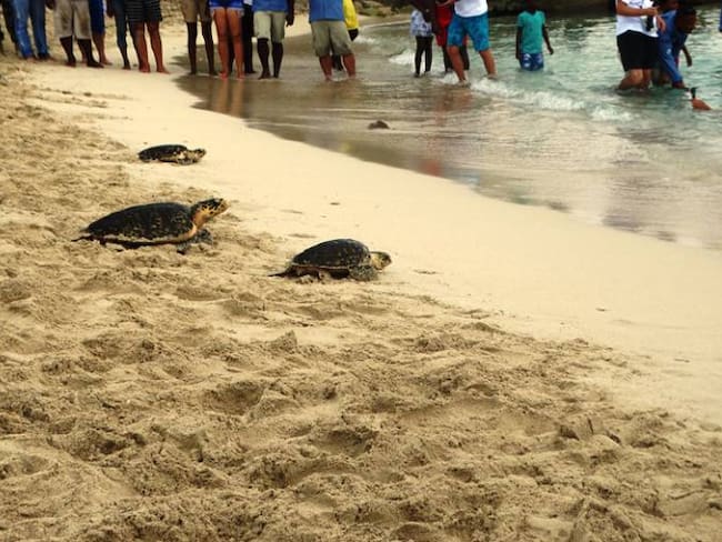 Tortugas fueron liberadas en las Islas del Rosario