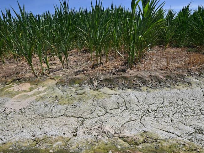 Sequía en cultivos por cuenta del calentamiento global.             Foto: Getty 