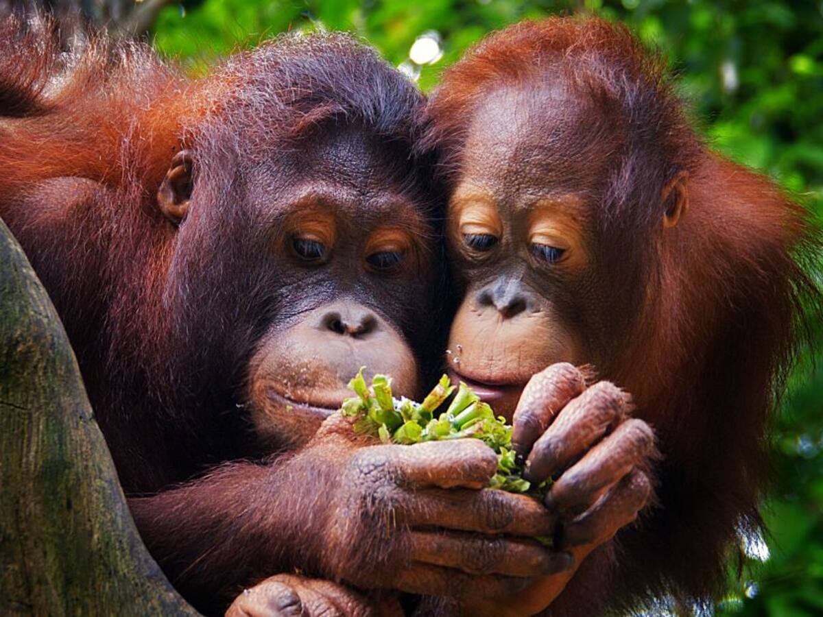 Tinder para monos: proyecto busca aparear orangutanes