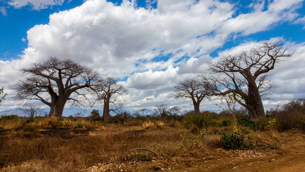 Ya viene el fenómeno El Niño: recomendaciones para el campo