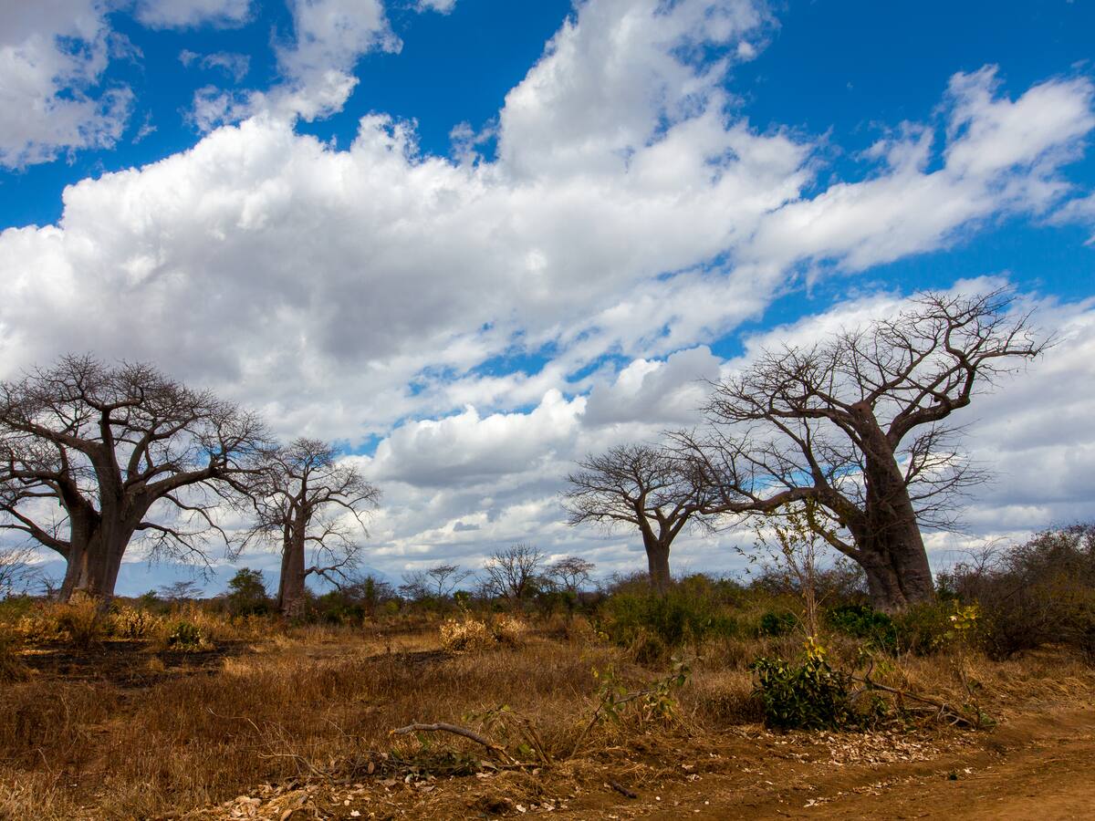 Se acerca el fenómeno El Niño. ¿Qué deben hacer los campesinos?