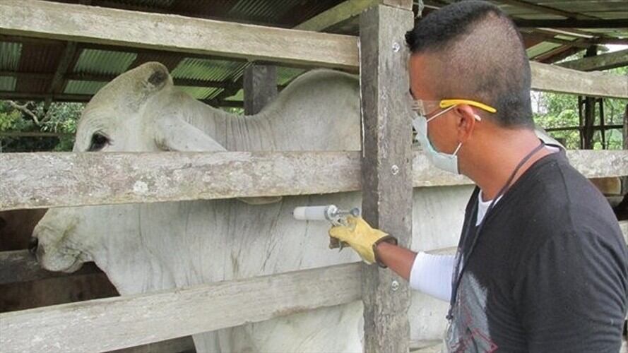 Ganaderos y lecheros del país preocupados ante aparición de nuevos focos de fiebre aftosa. Foto: Colprensa