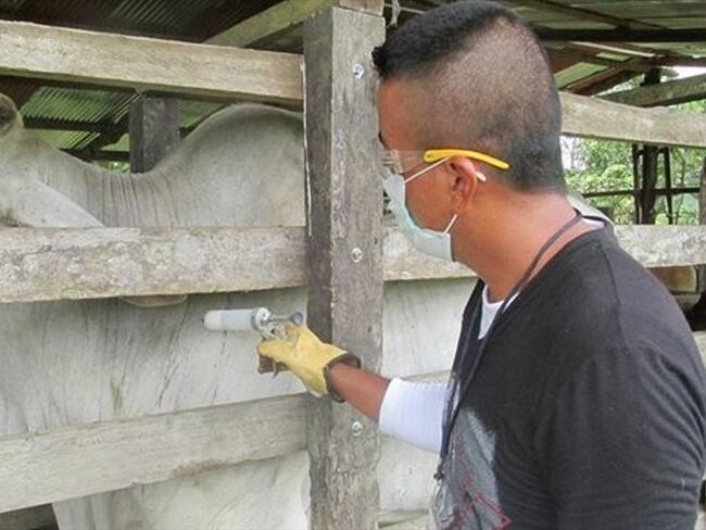 Ganaderos y lecheros del país preocupados ante aparición de nuevos focos de fiebre aftosa. Foto: Colprensa