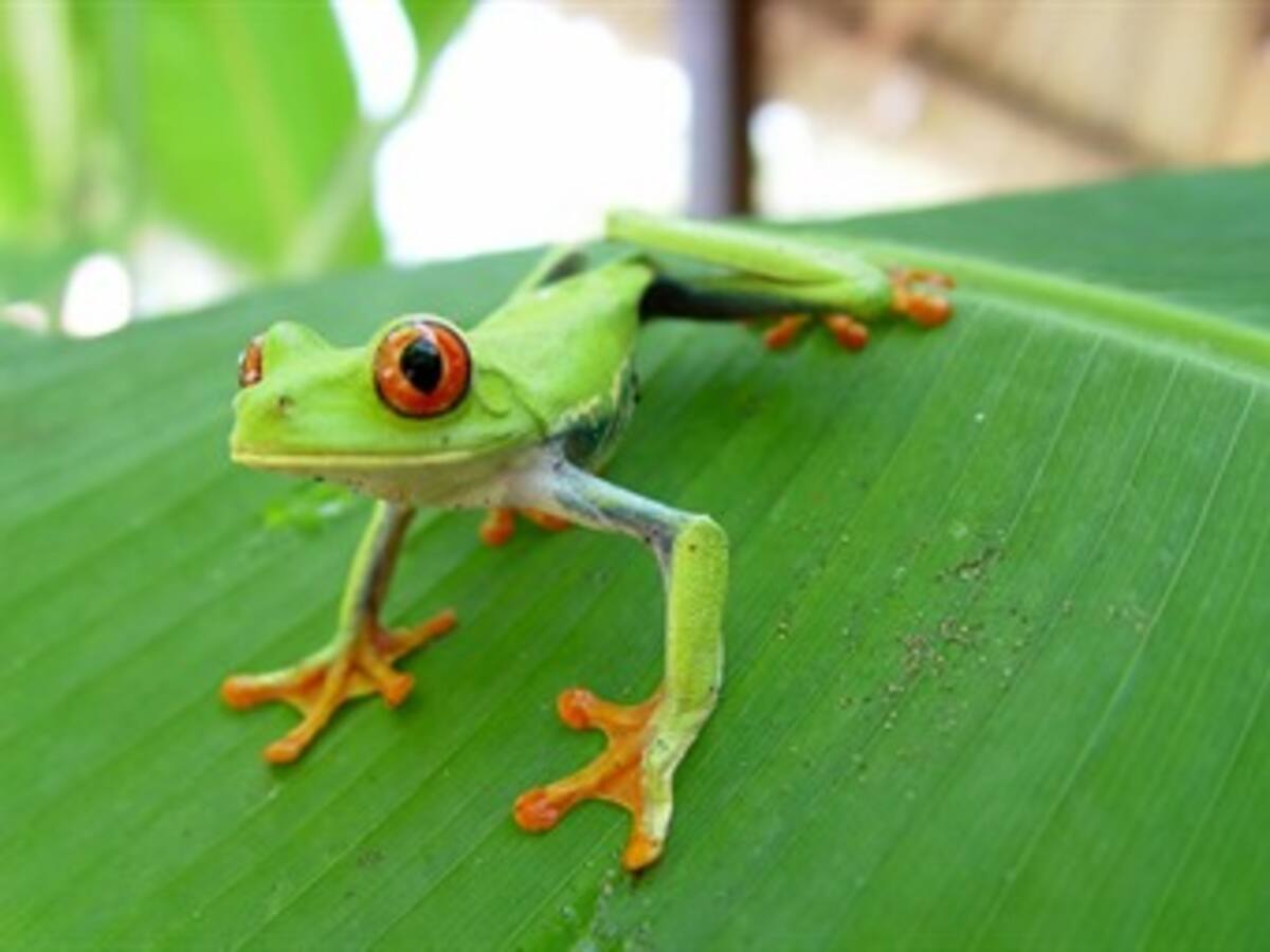 Bosques de Sarapiquí, en Costa Rica, esconden aventura, ciencia y tradición