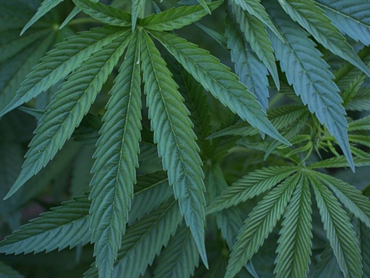 Minsalud reglamenta las tarifas para producción de cannabis