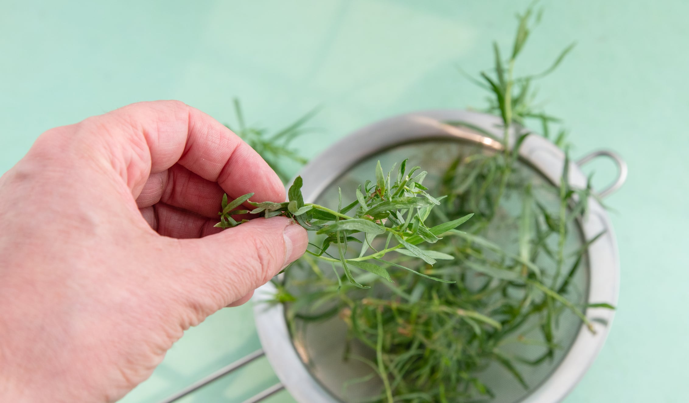 Planta artemisa, imagen de referencia // Getty Images