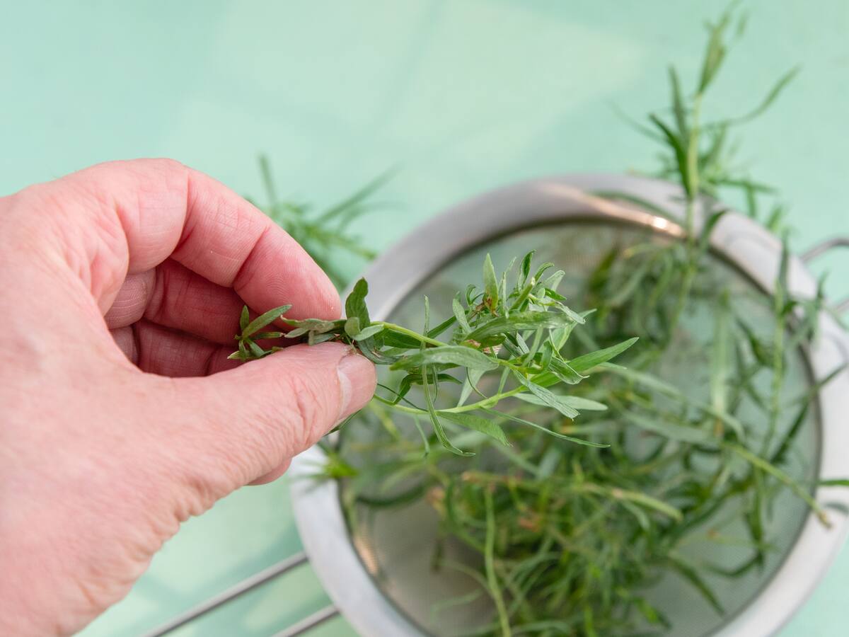 5 usos de la planta artemisa para curar males del cuerpo humano, ¿cómo funciona?