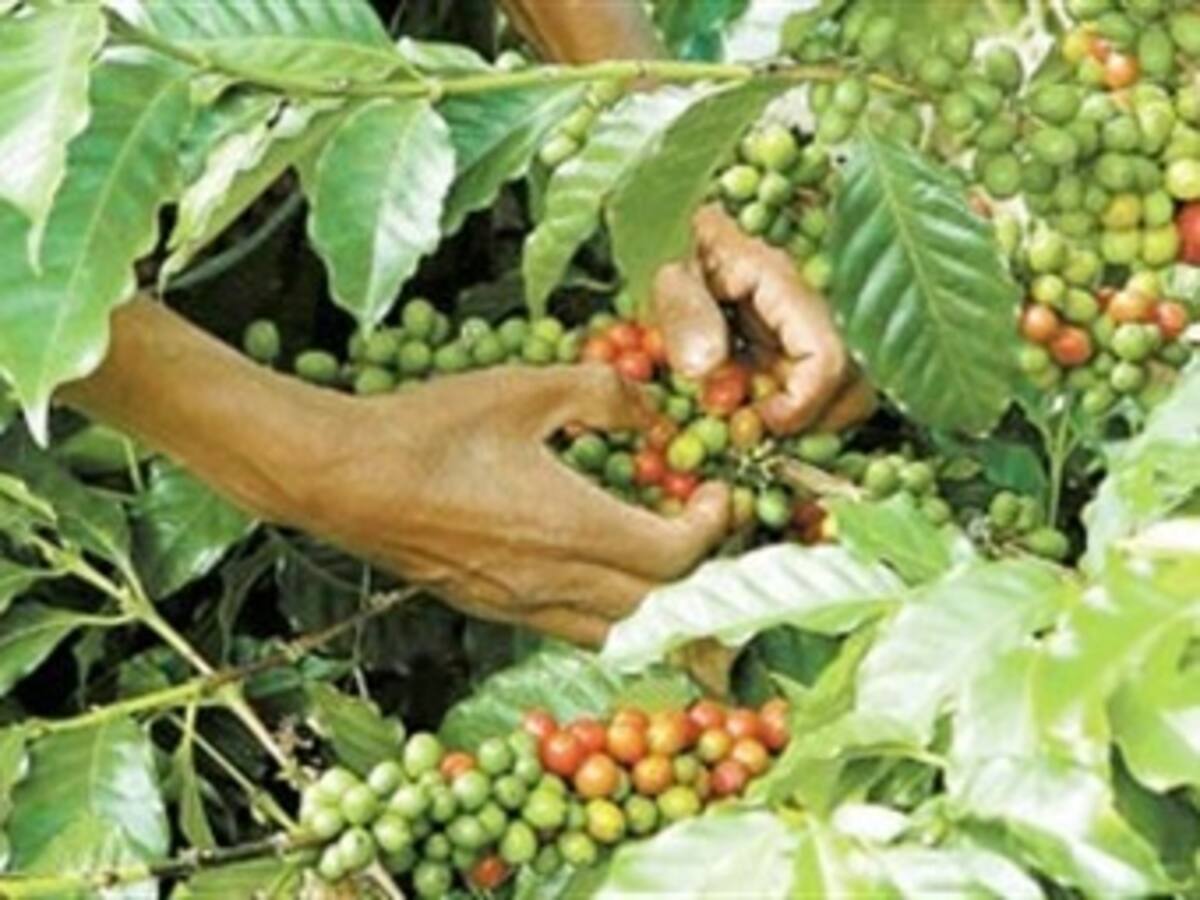 Cosecha cafetera del segundo semestre podría ser de inferior calidad