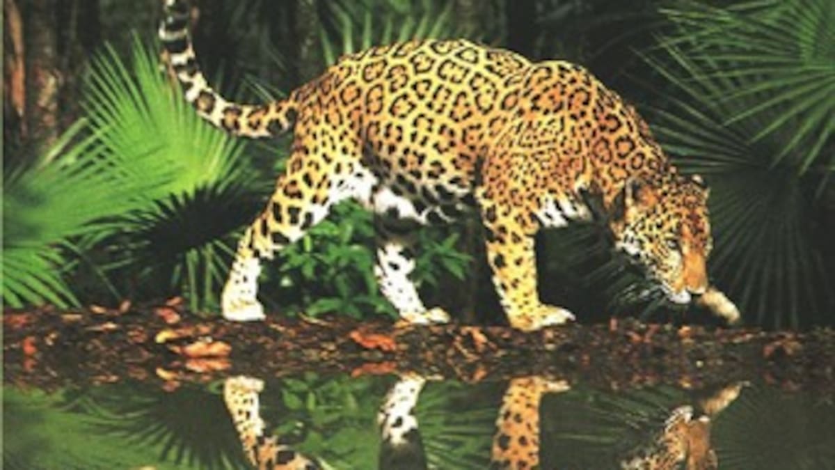 Deforestación ha reducido el número de poblaciones animales