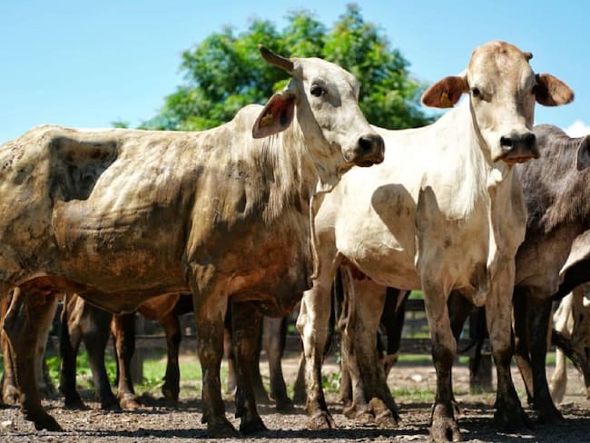 En Calamar y El Guamo- Bolívar reciben repoblamiento bovino