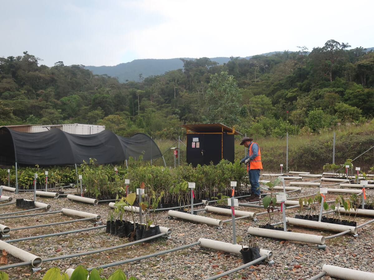 Entregan proyecto productivo a productores de marañón en Vichada