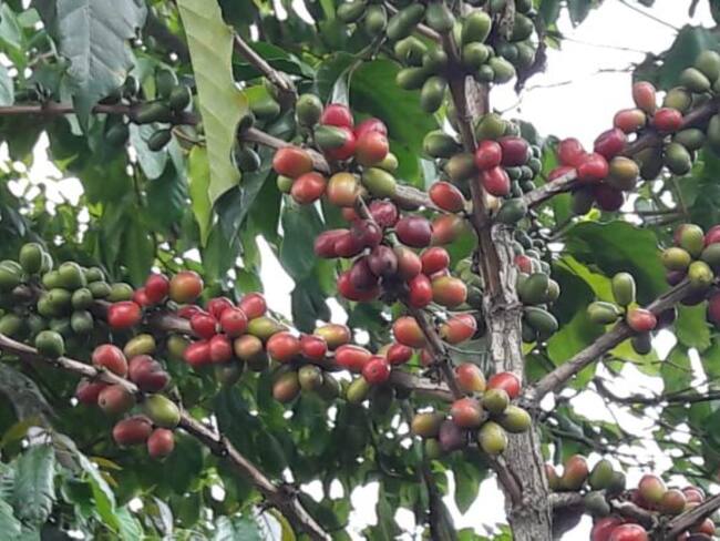 40.000 Hectáreas de café se han perdido en Quindío en últimos 30 años