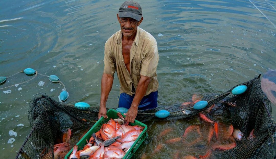 Los piscicultores afectados están ubicados en la zona de los municipios de Palermo, Yaguara y Hobo.