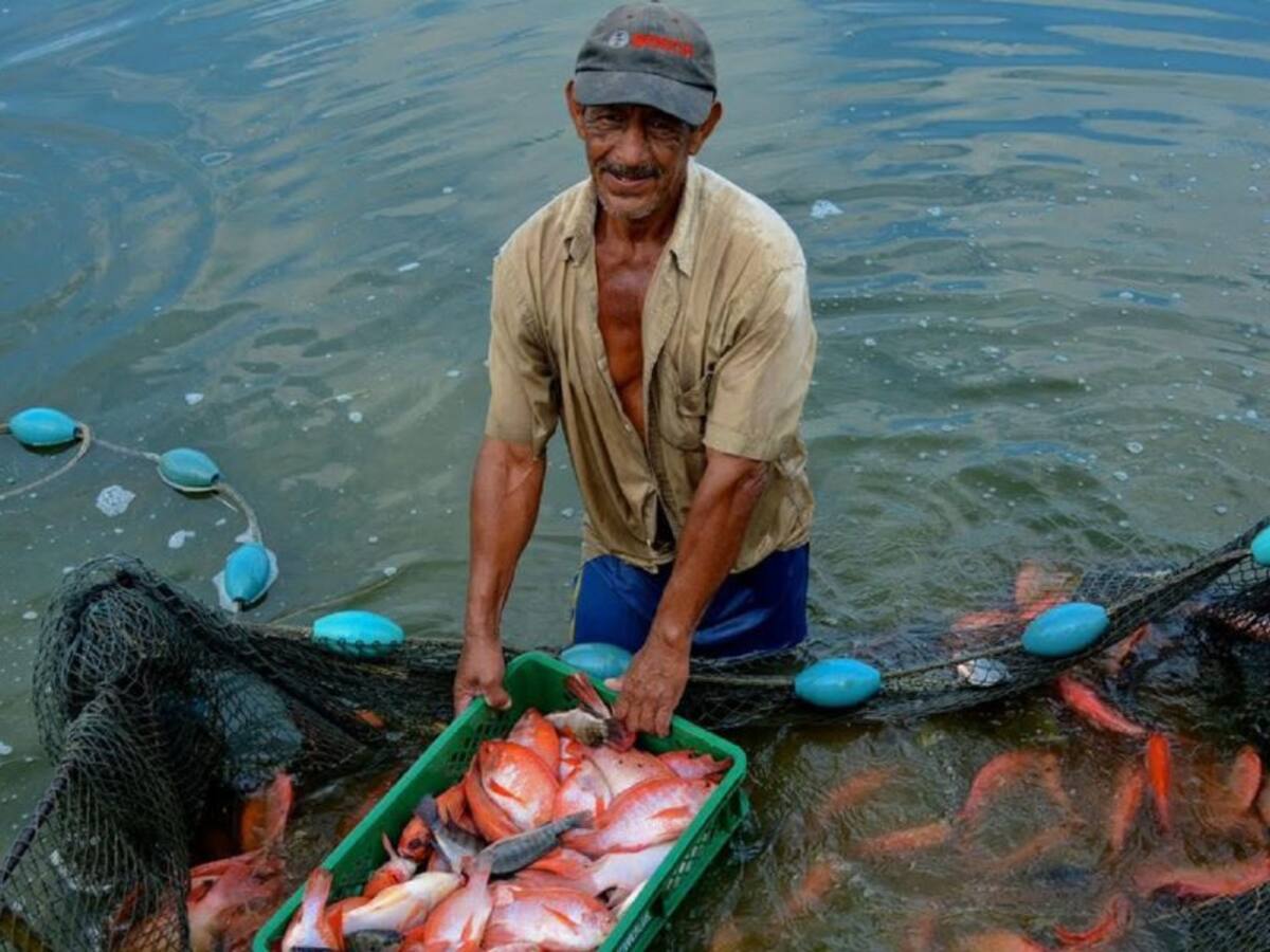 Piscicultores otro gremio damnificado por los hurtos en el Huila