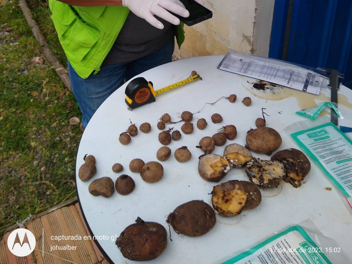 Semillas contaminadas con hongos amenazan la producción agrícola en Boyacá