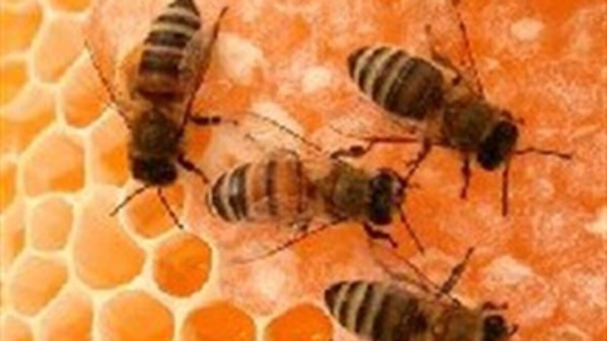 Insectos polinizadores: todos debemos cuidarlos