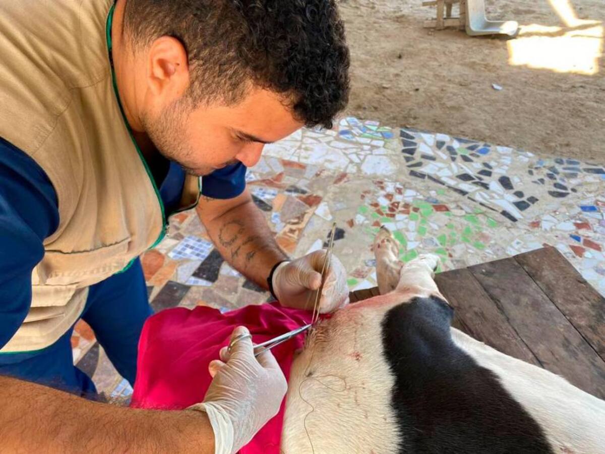 Jornadas de esterilización para perros y gatos en Cartagena, Arjona, Clemencia y Turbana