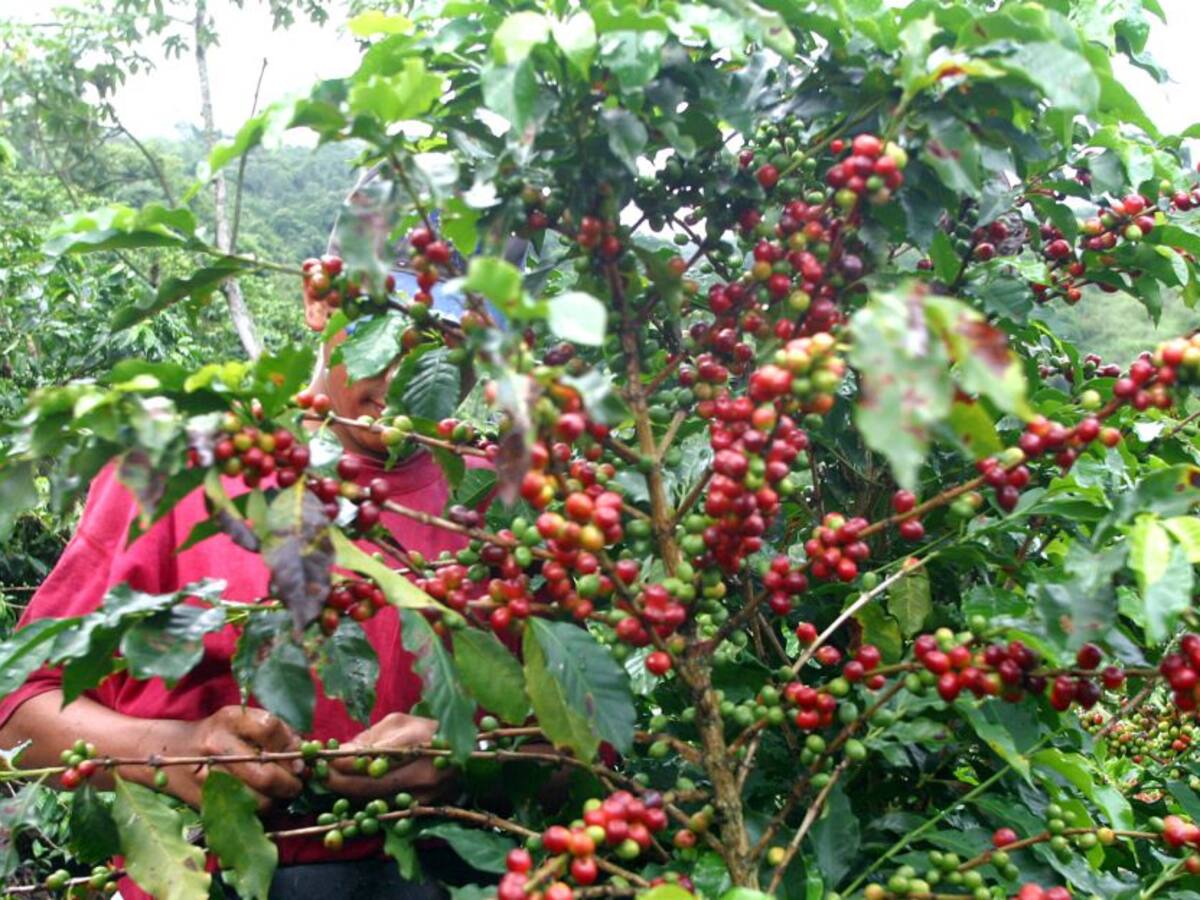 Estos son los protocolos para evitar contagios en la cosecha cafetera