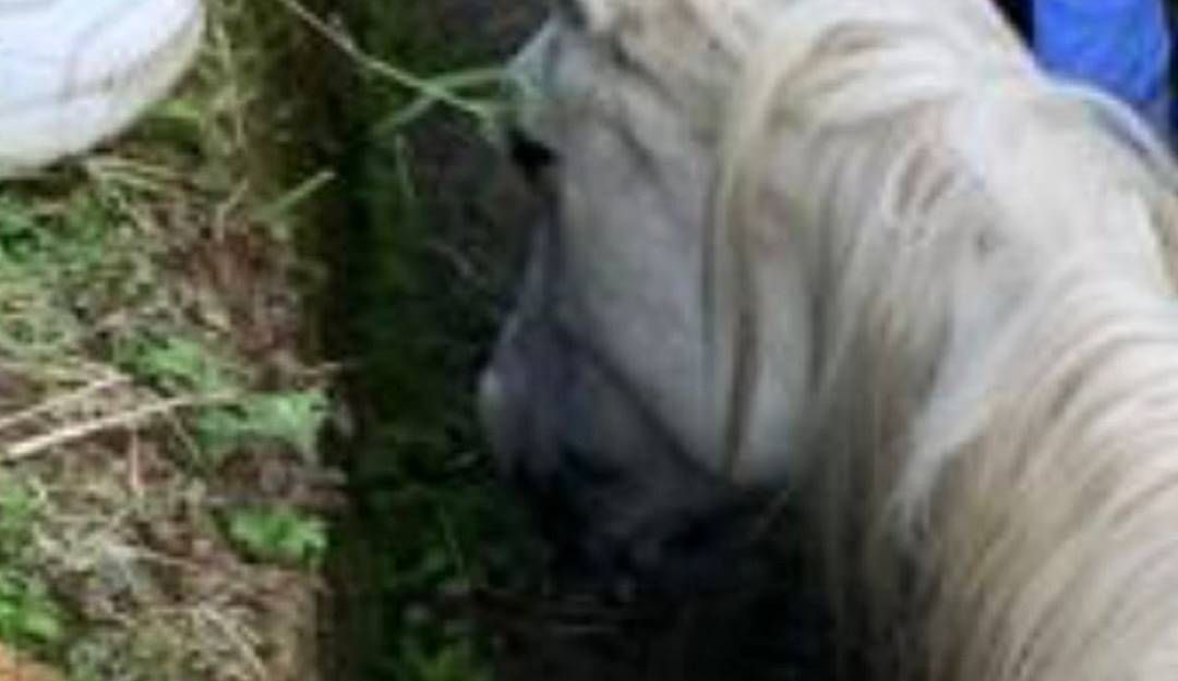 Crédito: Suministrada.