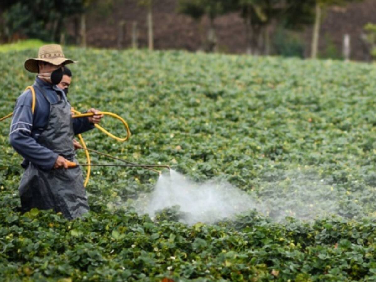 MinDefensa preocupado con las 96.000 hectáreas de coca en Colombia