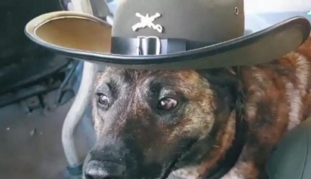 Fallece canina antinarcóticos en Cúcuta