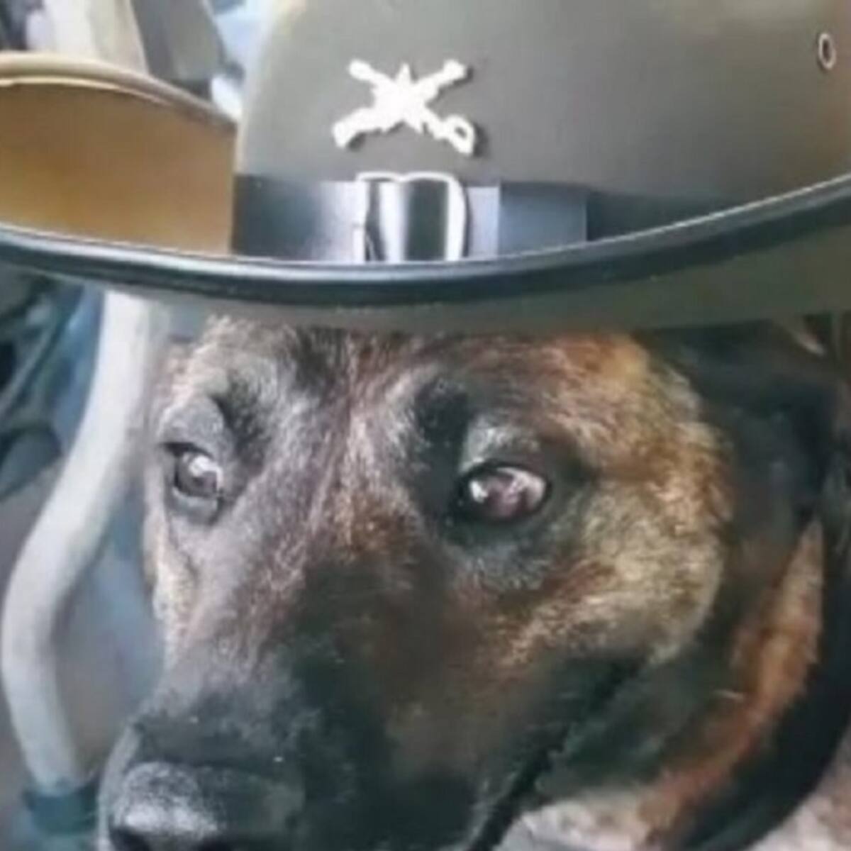 Fallece canina antinarcóticos en Cúcuta