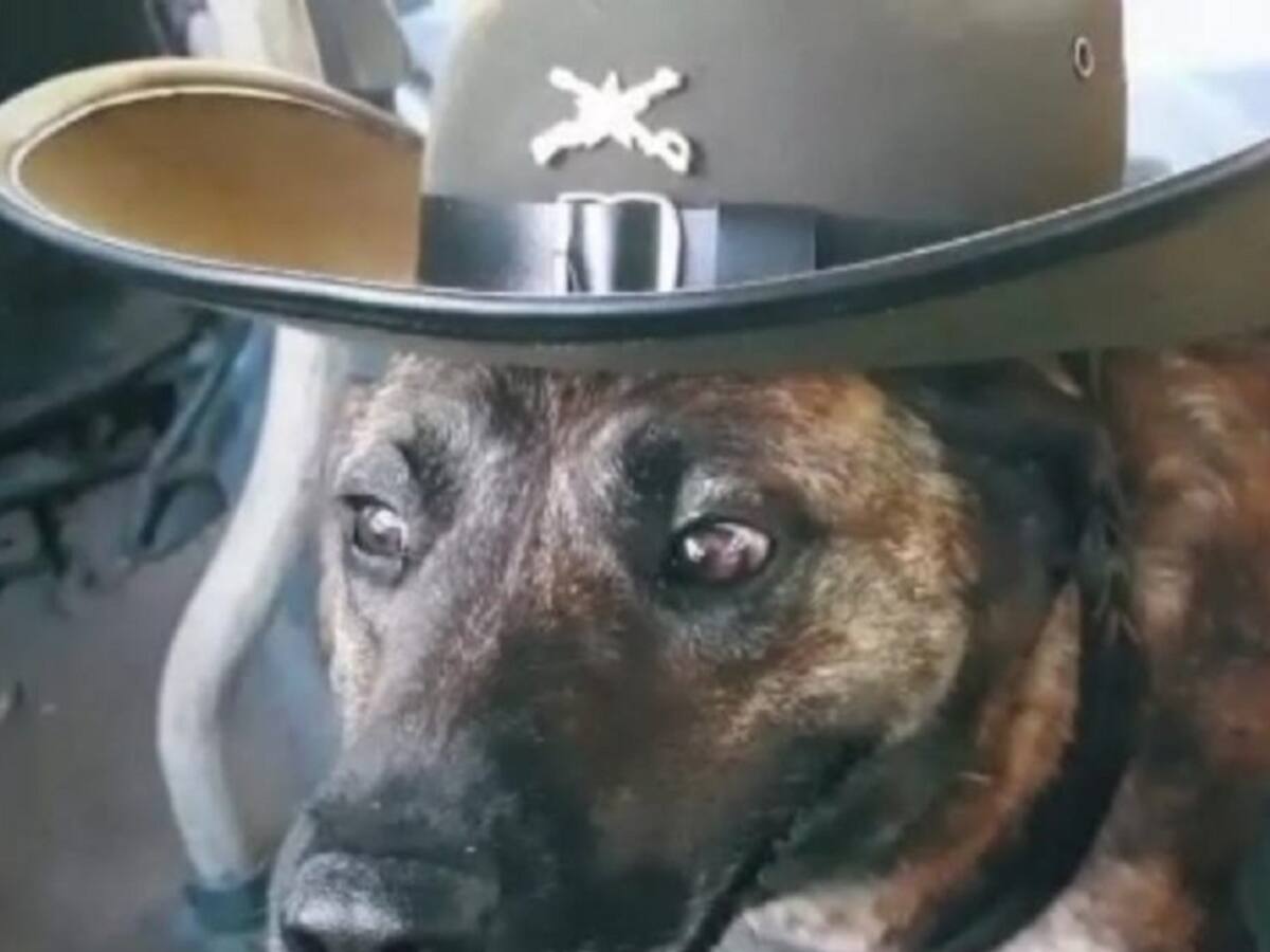 Fallece canina antinarcóticos en Cúcuta