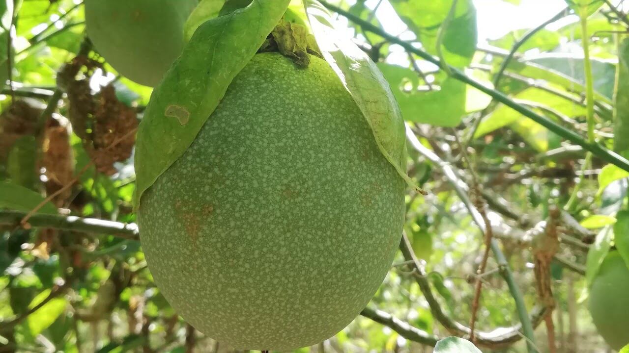 El fenómeno de traslado de cultivos se registra ante la venta de predios para la construcción de propiedad raíz en el municipio de Rivera.