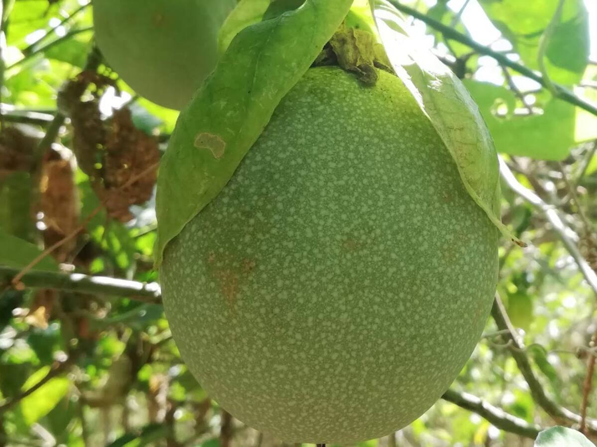 “Cholupa no desaparece, solo se trasladan los cultivos” Gobernación del Huila