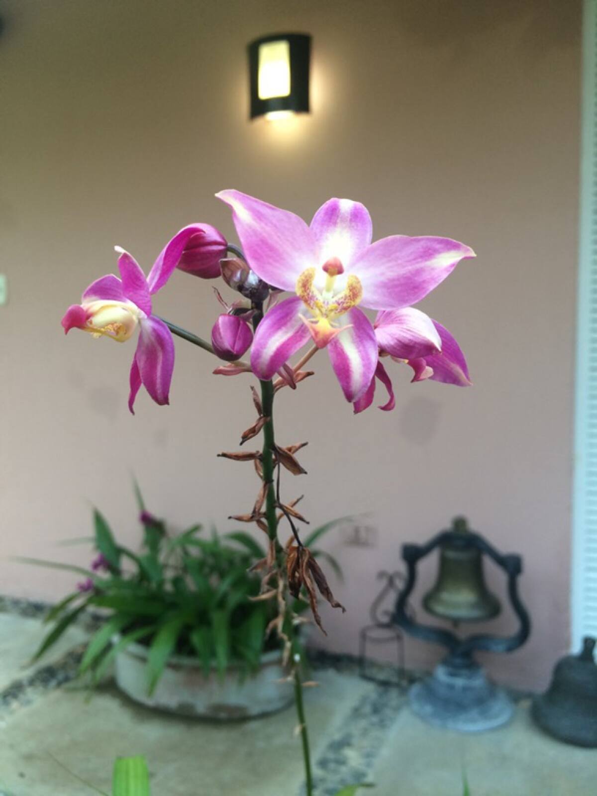 Las orquídeas pueden tener hasta dos floraciones anuales y si las condiciones del clima son adecuadas sus flores duran más de cuatro meses.