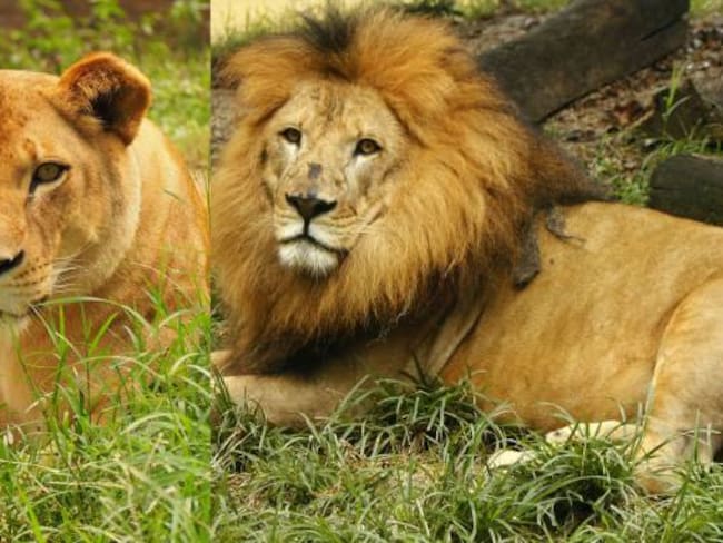 Video de leones en mal estado no corresponde al Zoológico Santa Fe