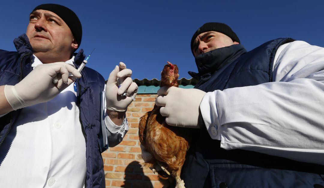Veterinarios durante jornada de vacunación en Rostov para evitar transmisión de la gripe aviar entre gallinas. 