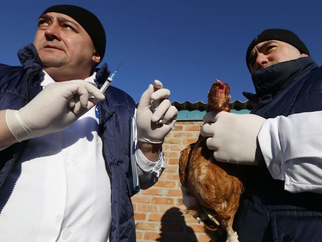 Veterinarios durante jornada de vacunación en Rostov para evitar transmisión de la gripe aviar entre gallinas. 