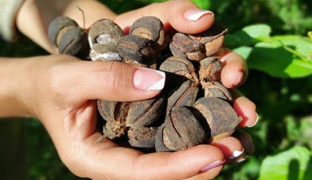 Cultivo Sacha Inchi. Programa Centro Utopía.