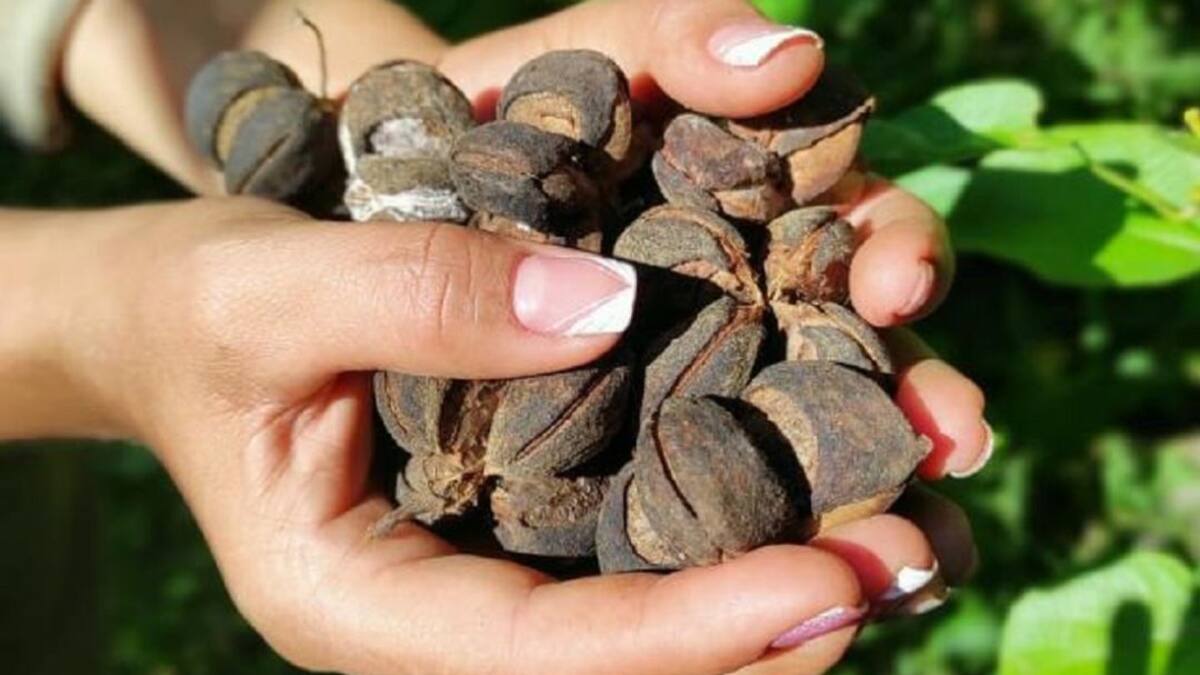 Cómo producir aceite de sacha inchi de óptima calidad