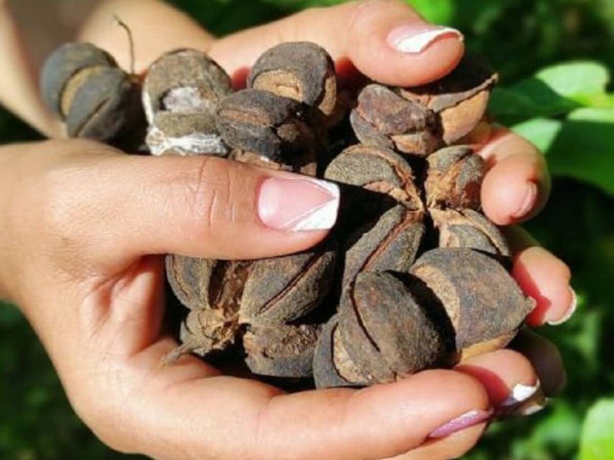 Cómo producir aceite de sacha inchi de óptima calidad