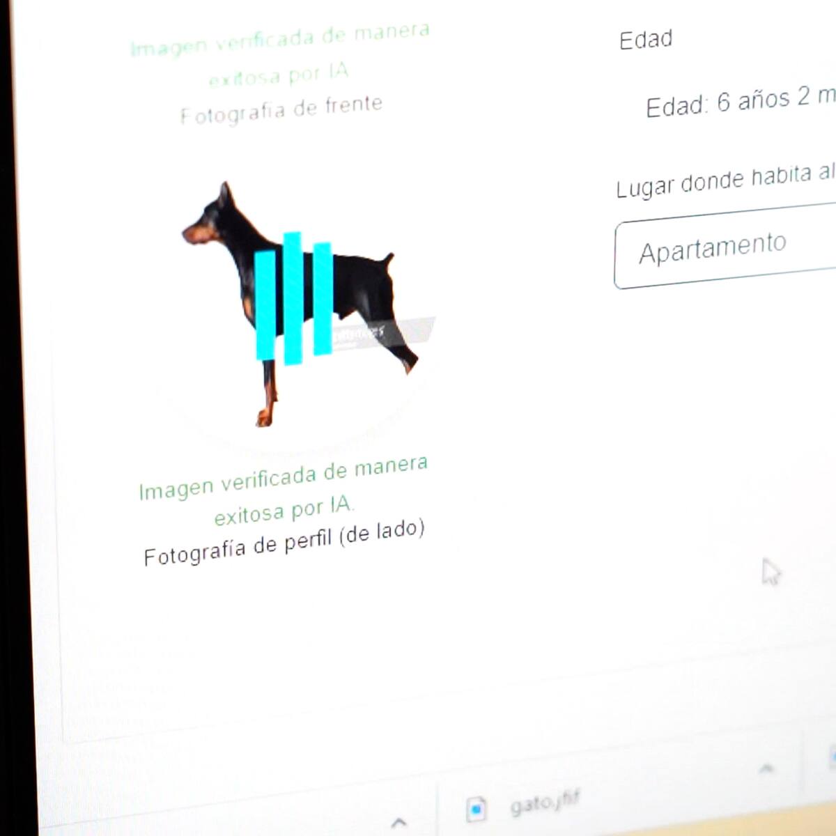 Inició el censo de animales de compañía y de cuidado especial en Medellín