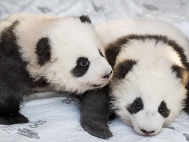 ¡Una ternura! El zoológico de Berlín presentó a sus pandas gemelos