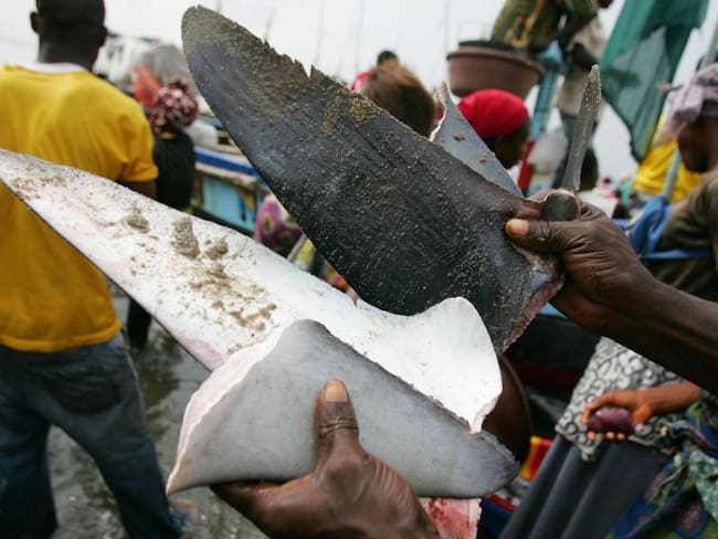 Polémica por decreto que aprueba la exportación y pesca de tiburón y aletas