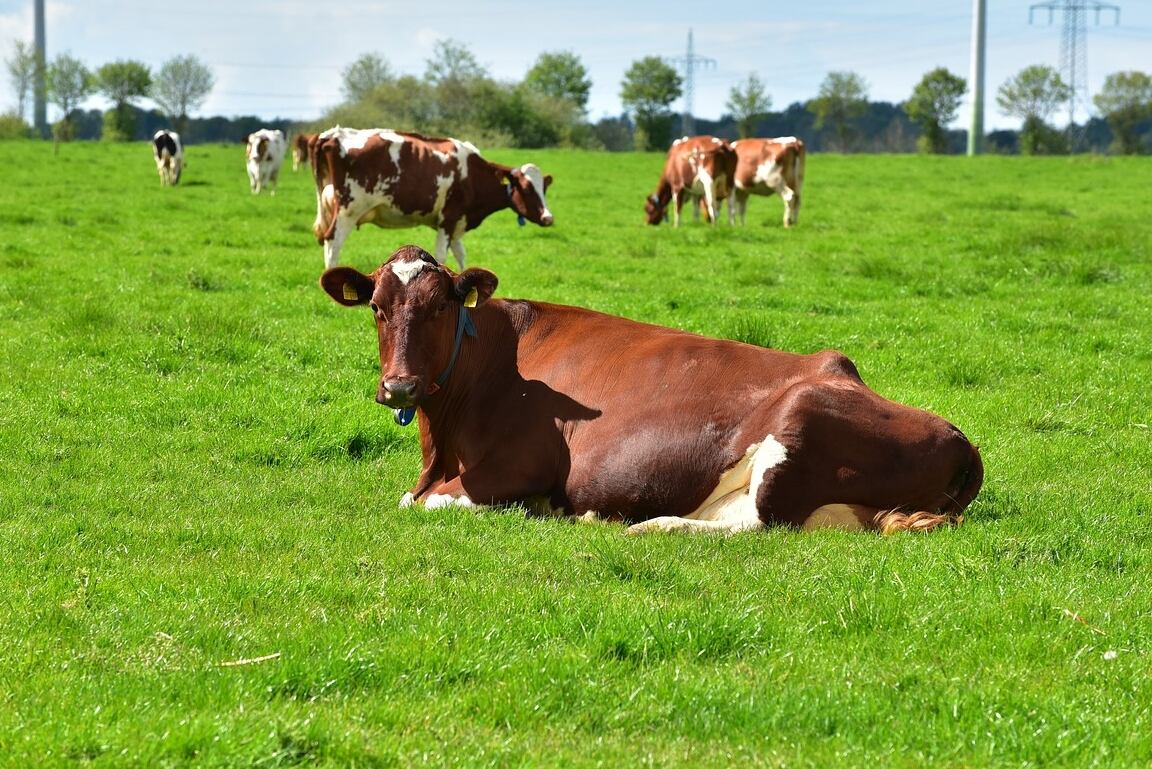 Gobernación de Caldas viene realizando estrategias para apoyar a los ganaderos y productores de leche.