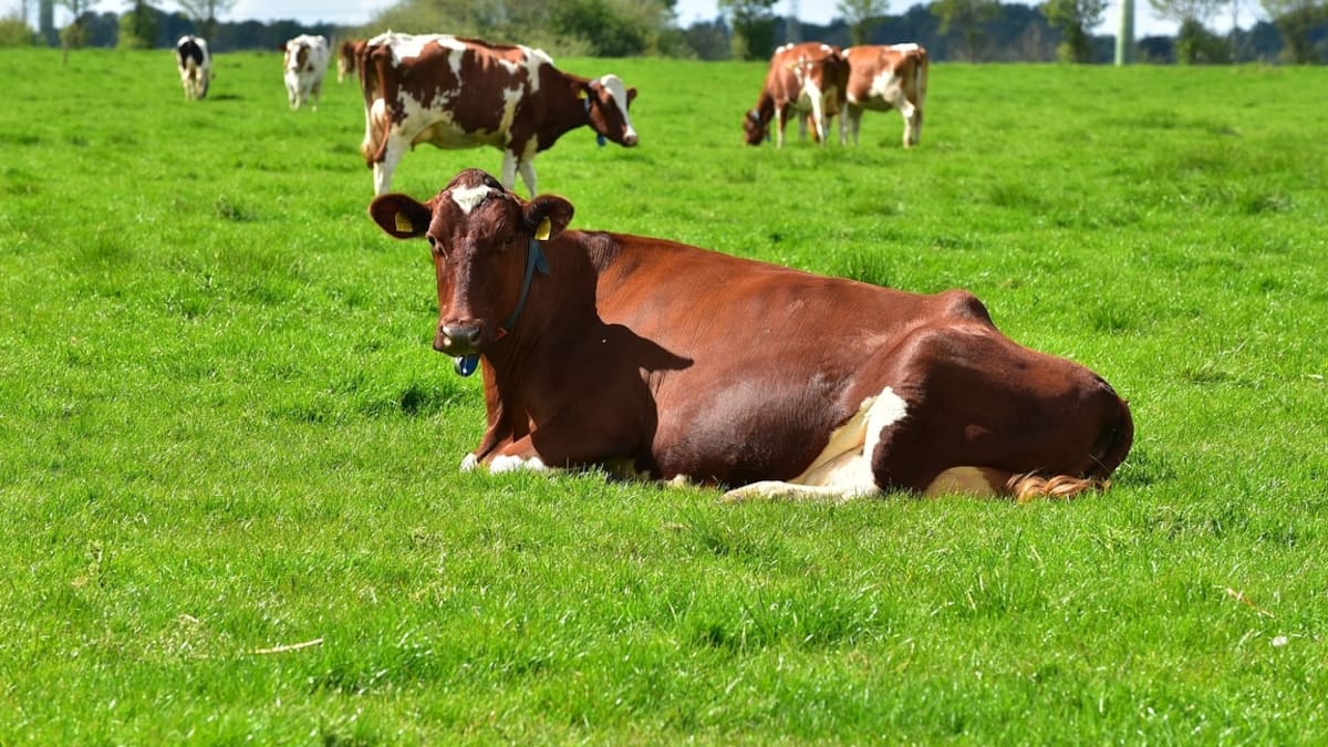 FEDEGAN alerta sobre “fractura” de la seguridad jurídica y alzas en avalúos catastrales rurales