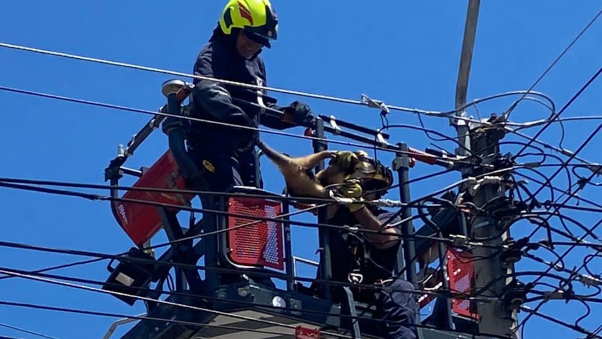 Rescatan oso hormiguero de red eléctrica