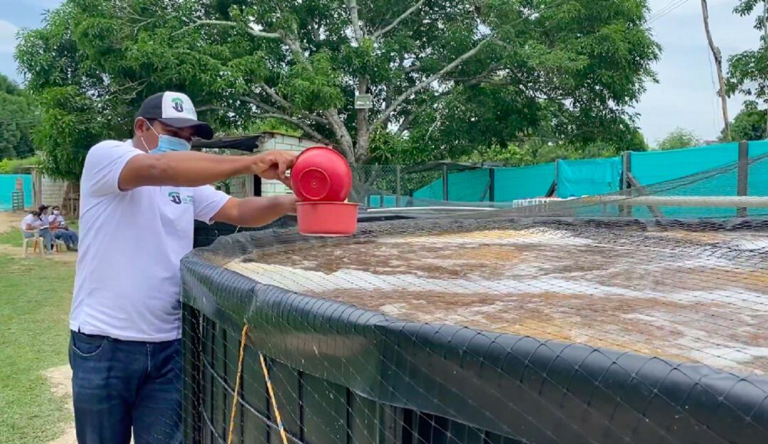 Piscicultura en San Juan Nepomuceno, Bolívar