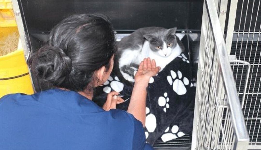 Hospital Veterinario