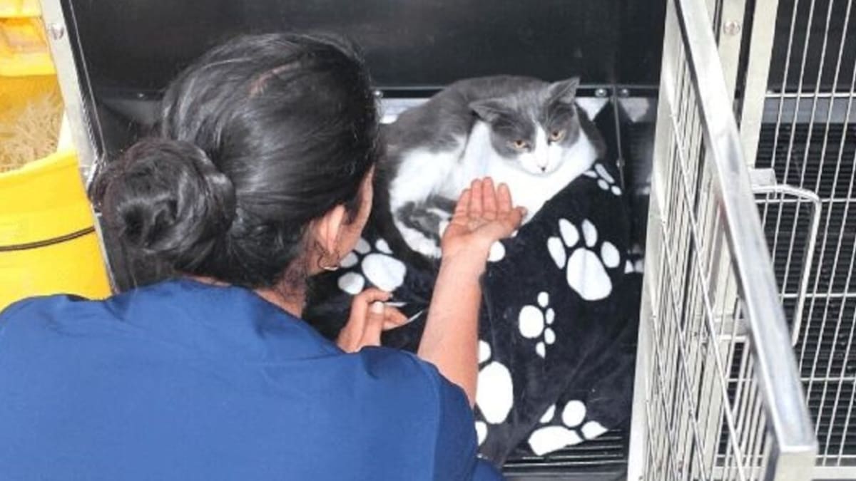 Hospital veterinario de la Universidad de Caldas entra en funcionamiento