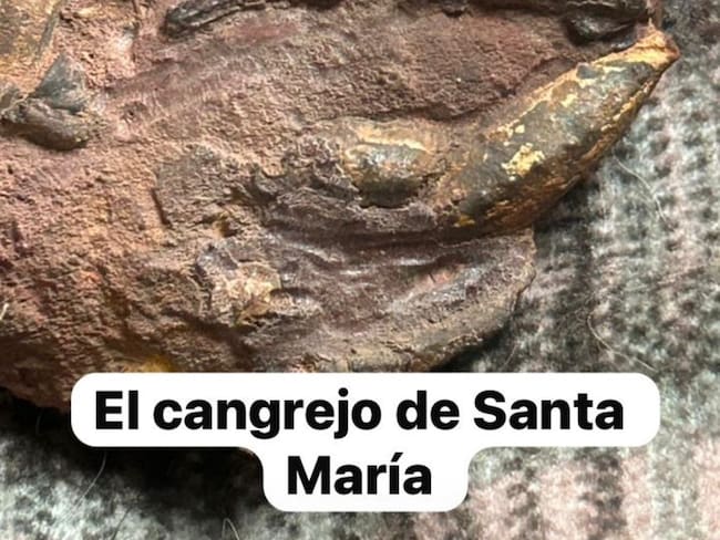 Más de 200 fósiles y huellas prehistóricas impulsan la investigación científica y el turismo sostenible en el Valle de Tenza.