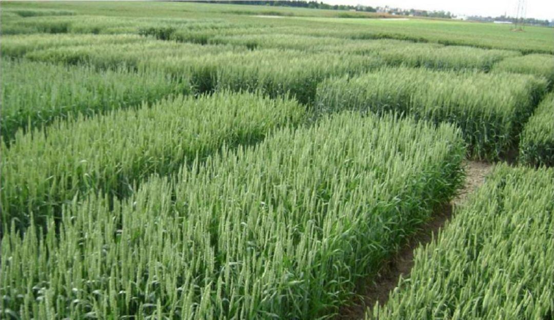 Muchos arroceros se han dedicado a otras alternativas de empleo y las pérdidas son cuantiosas.