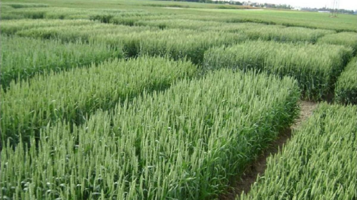 Diez millones de pesos, cuesta cultivar una hectárea de arroz en el Huila