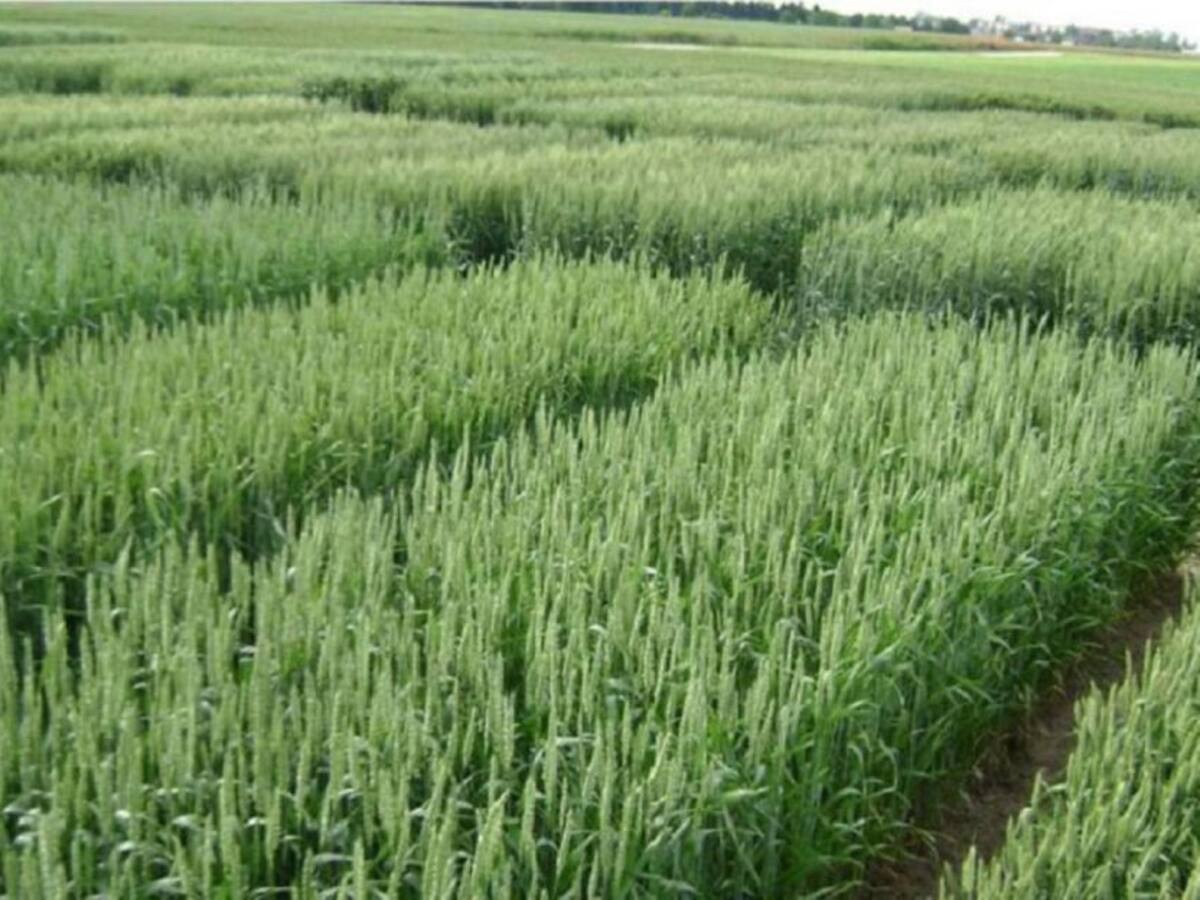 Diez millones de pesos, cuesta cultivar una hectárea de arroz en el Huila